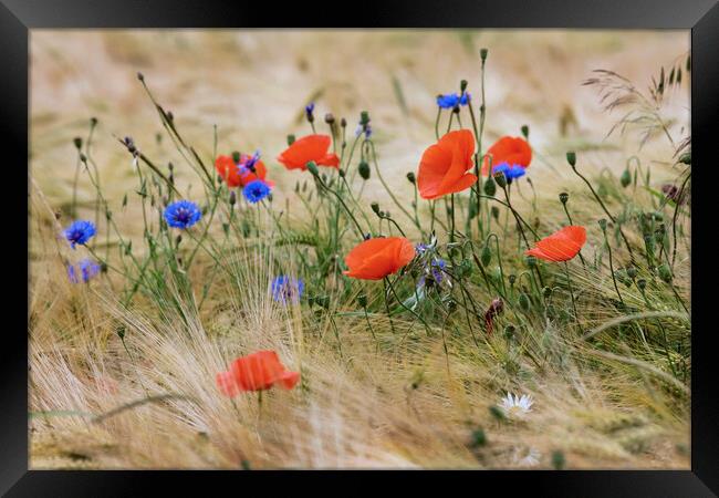 Cornflowers and Poppies Framed Print by Arterra 
