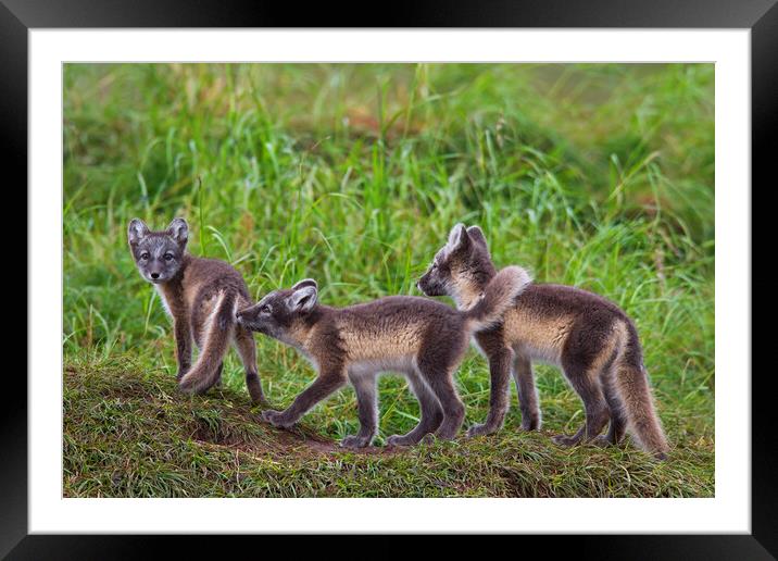 Three Arctic Fox Kits Framed Mounted Print by Arterra 