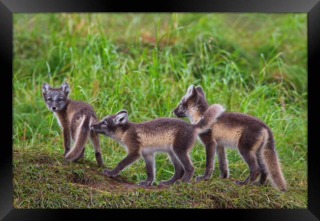 Three Arctic Fox Kits Framed Print by Arterra 