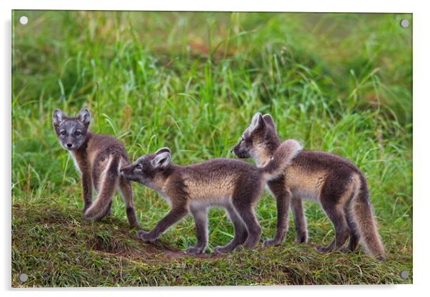 Three Arctic Fox Kits Acrylic by Arterra 