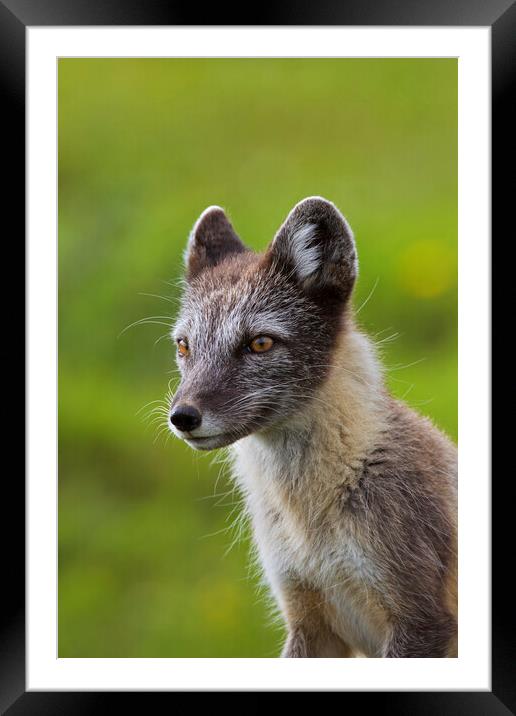 Arctic Fox  Framed Mounted Print by Arterra 