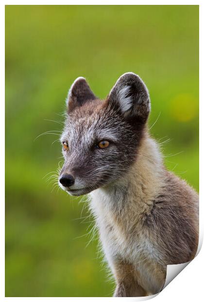 Arctic Fox  Print by Arterra 