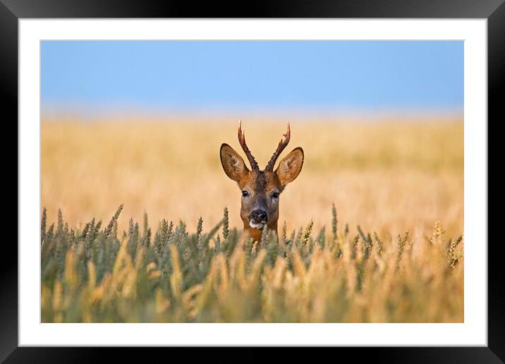 Roe Deer in Cornfield Framed Mounted Print by Arterra 