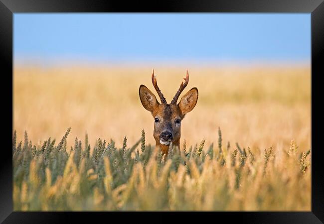 Roe Deer in Cornfield Framed Print by Arterra 
