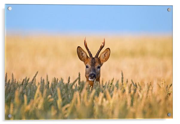 Roe Deer in Cornfield Acrylic by Arterra 