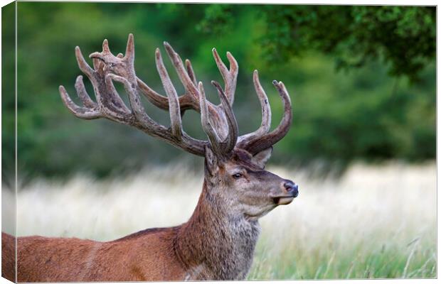 Red Deer Stag in Summer Canvas Print by Arterra 