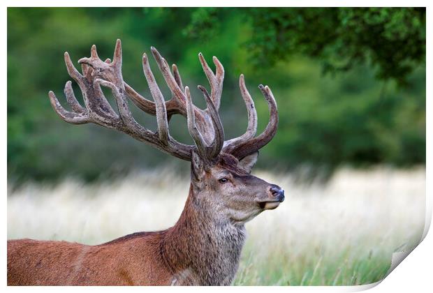 Red Deer Stag in Summer Print by Arterra 