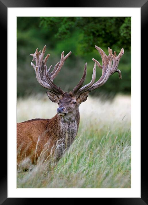 Red Deer Stag Framed Mounted Print by Arterra 