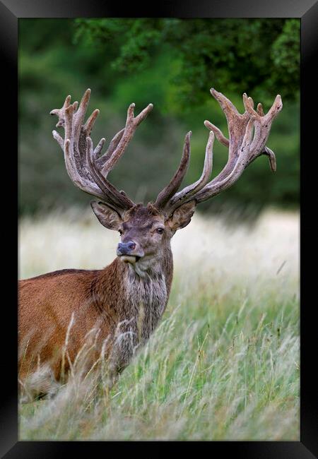 Red Deer Stag Framed Print by Arterra 