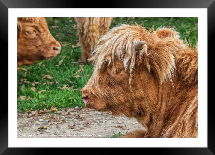 Highland Cow Derbyshire  Framed Mounted Print by Holly Burgess