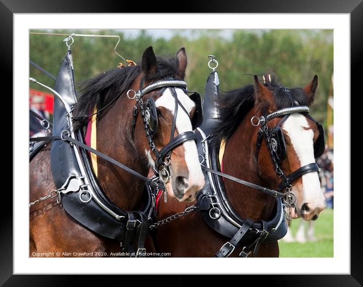 Two Clydesdale Horses in Harness Framed Mounted Print by Alan Crawford