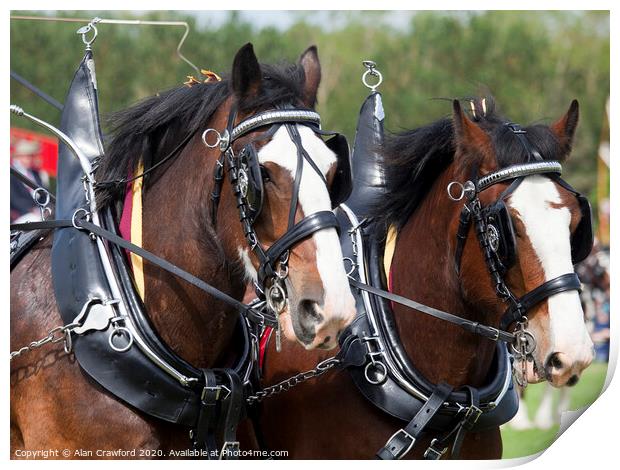 Two Clydesdale Horses in Harness Print by Alan Crawford