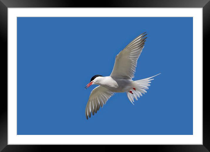 Common Tern in Flight Framed Mounted Print by Arterra 