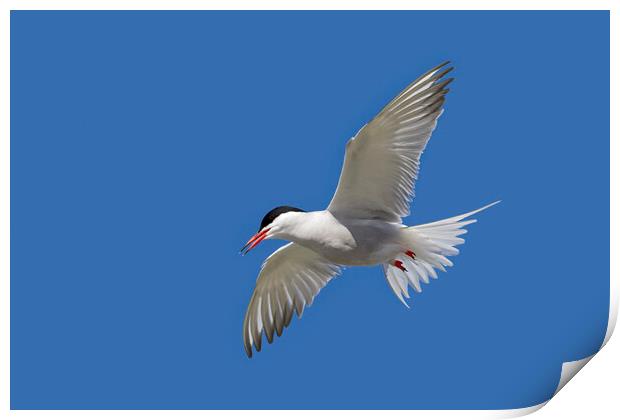 Common Tern in Flight Print by Arterra 