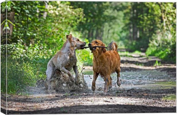Dogs Playing in the Mud Canvas Print by Arterra 