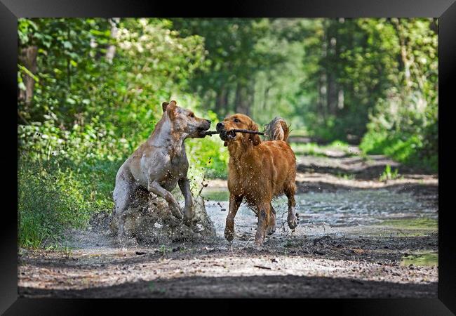 Dogs Playing in the Mud Framed Print by Arterra 