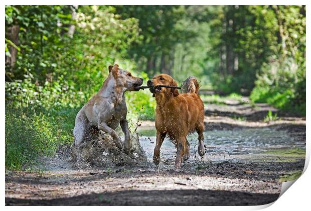 Dogs Playing in the Mud Print by Arterra 