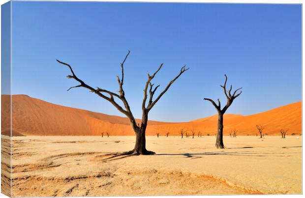 Dead Trees in Deadvlei, Namibia Canvas Print by Arterra 