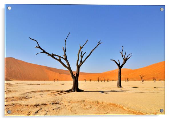 Dead Trees in Deadvlei, Namibia Acrylic by Arterra 