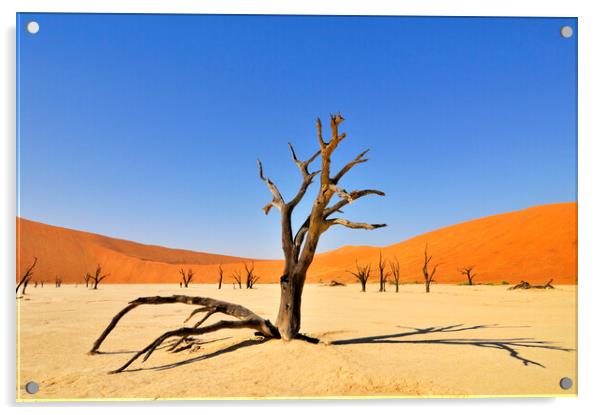 Acacia Tree in Deadvlei, Namibia Acrylic by Arterra 