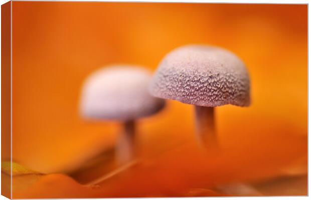 Mushrooms and Autumn Leaves Canvas Print by Arterra 
