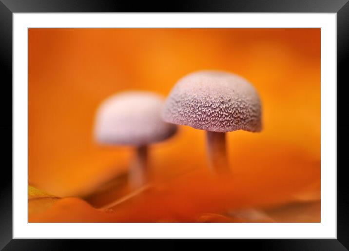 Mushrooms and Autumn Leaves Framed Mounted Print by Arterra 