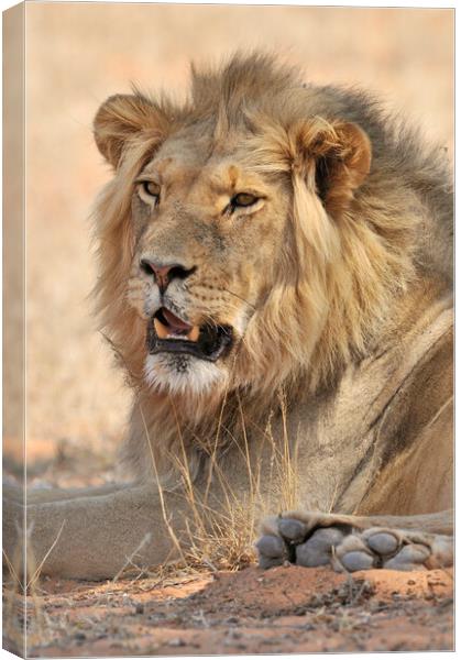Kalahari Lion Canvas Print by Arterra 