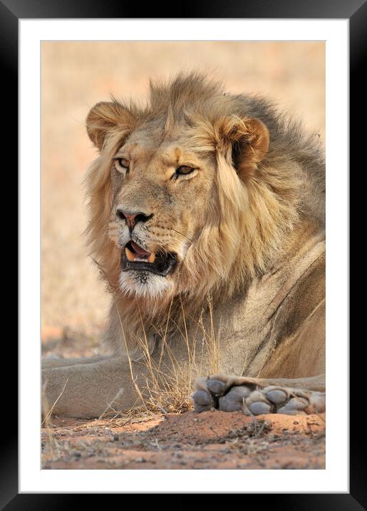 Kalahari Lion Framed Mounted Print by Arterra 