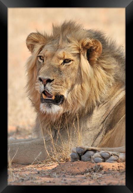 Kalahari Lion Framed Print by Arterra 