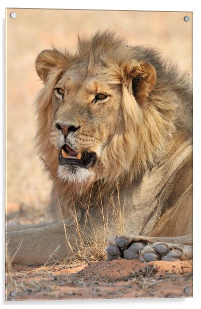 Kalahari Lion Acrylic by Arterra 