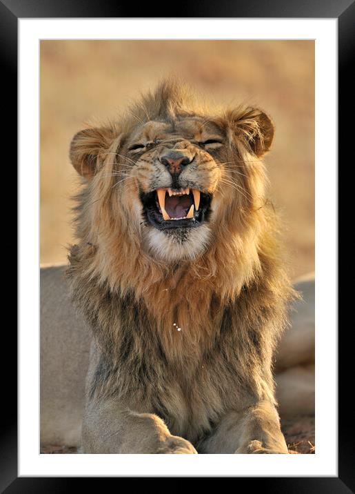 African Lion in the Kalahari Desert Framed Mounted Print by Arterra 