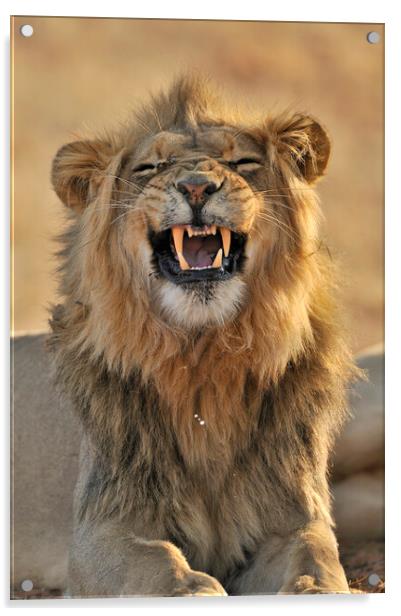 African Lion in the Kalahari Desert Acrylic by Arterra 