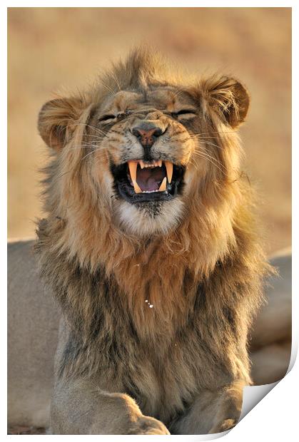 African Lion in the Kalahari Desert Print by Arterra 