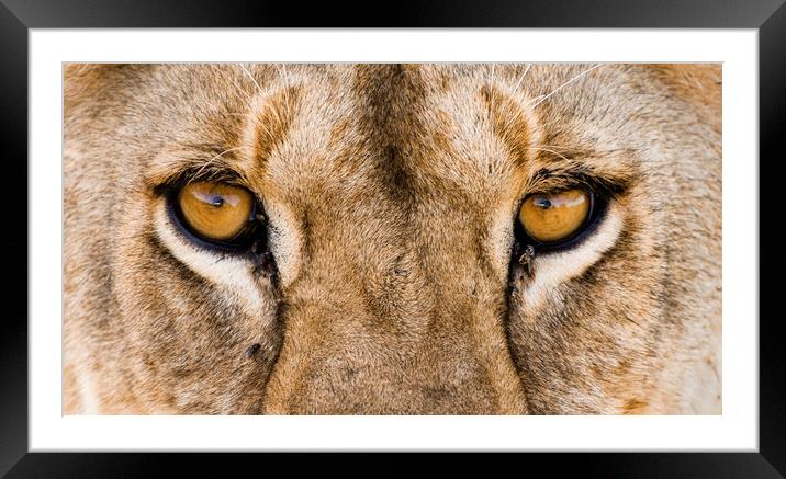 African Lion Eyes Framed Mounted Print by Arterra 