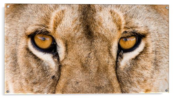 African Lion Eyes Acrylic by Arterra 