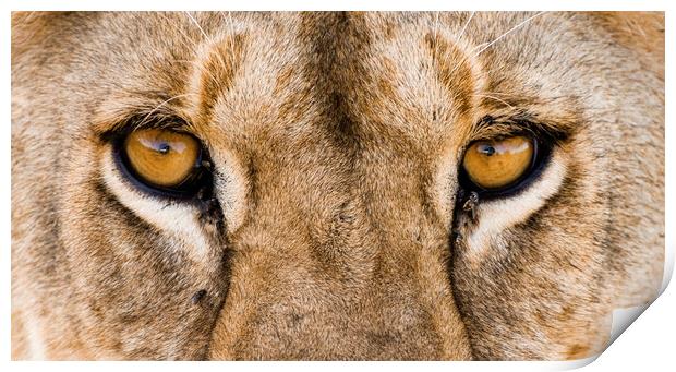 African Lion Eyes Print by Arterra 