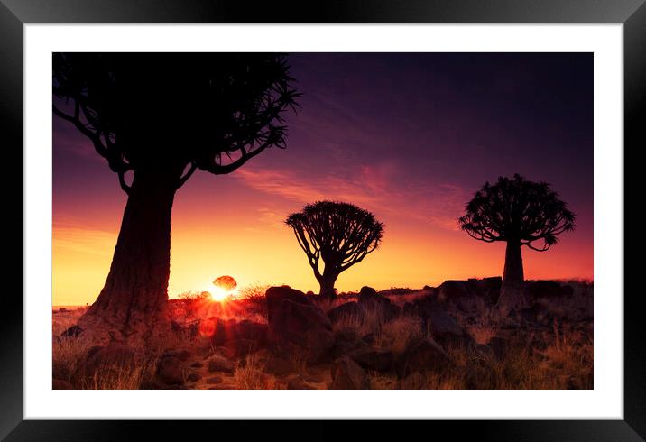 Quiver Trees at Sunset, Namibia Framed Mounted Print by Arterra 