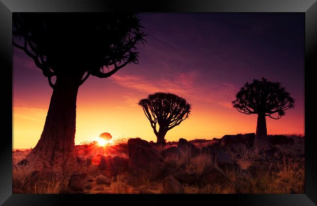 Quiver Trees at Sunset, Namibia Framed Print by Arterra 