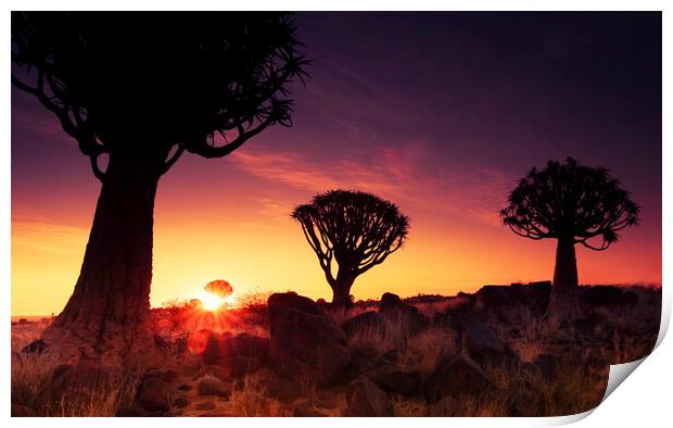Quiver Trees at Sunset, Namibia Print by Arterra 