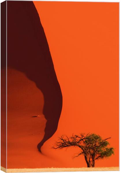 Tree and Red Sand Dune  Canvas Print by Arterra 