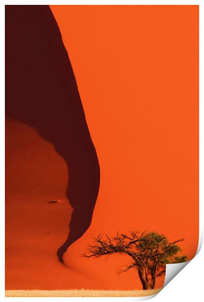 Tree and Red Sand Dune  Print by Arterra 
