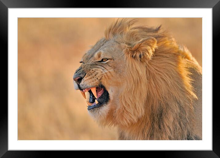 Growling Kalahari Lion Framed Mounted Print by Arterra 