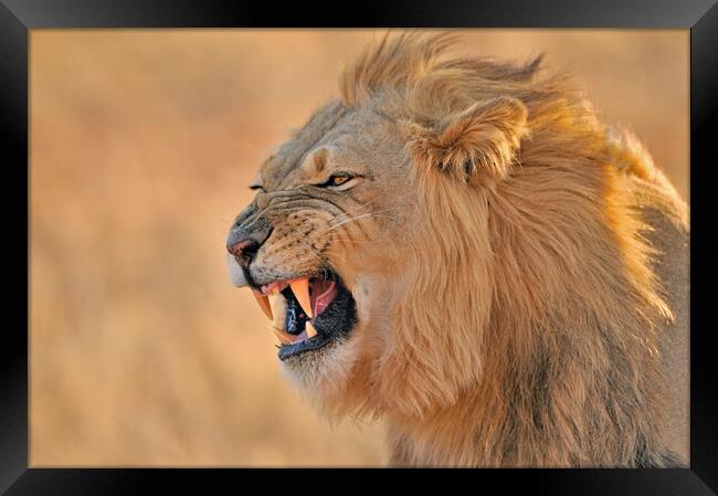 Growling Kalahari Lion Framed Print by Arterra 
