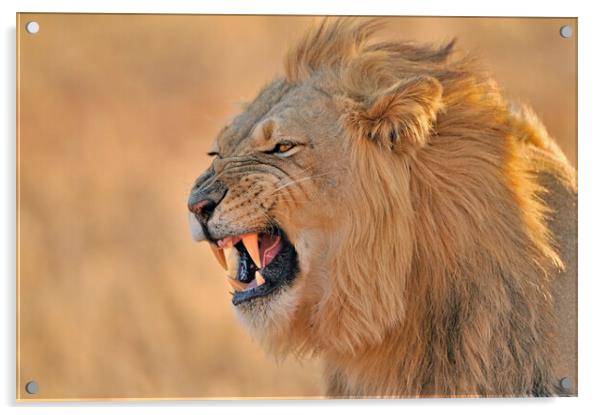 Growling Kalahari Lion Acrylic by Arterra 
