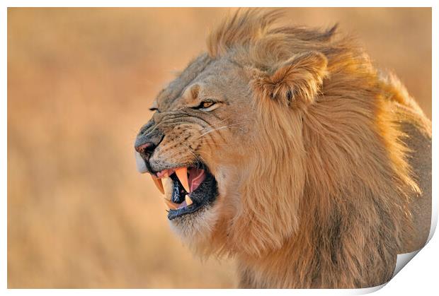 Growling Kalahari Lion Print by Arterra 