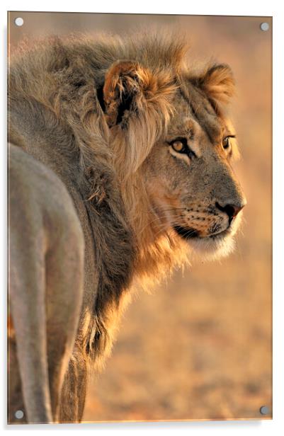 Male African Lion in Kalahari Desert Acrylic by Arterra 