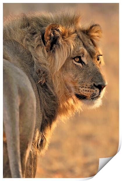Male African Lion in Kalahari Desert Print by Arterra 