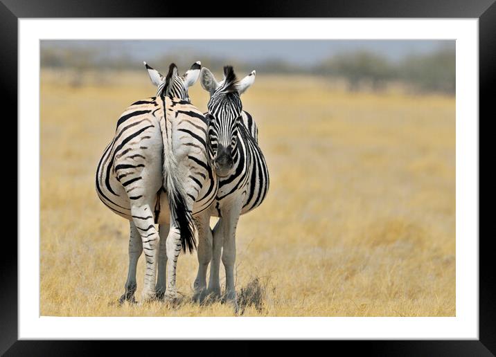 Two Burchell's Zebras Framed Mounted Print by Arterra 