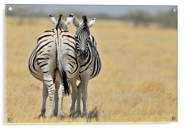 Two Burchell's Zebras Acrylic by Arterra 