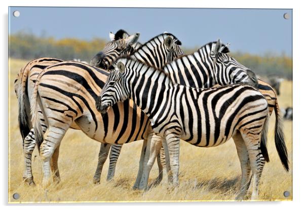 Burchell's Zebras Acrylic by Arterra 
